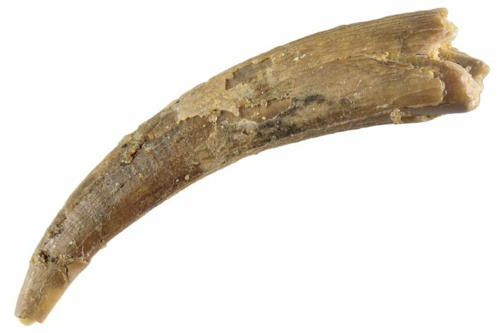 Fossil Pterosaur (Siroccopteryx) Tooth - Morocco #359973